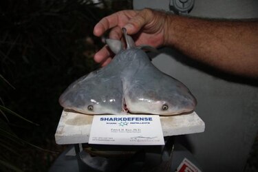 Confirman el hallazgo de un feto vivo de tiburón con dos cabezas en Florida