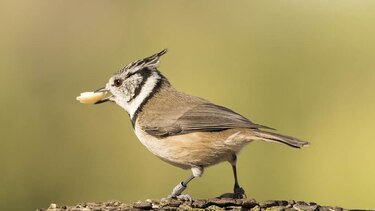 Extinción de animales obstaculiza la adaptación de plantas al calentamiento global