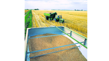 Argentina prevé mayor producción de trigo
