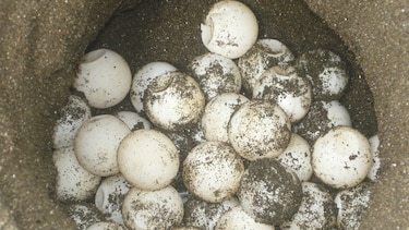 43 mil embriones, bajo observación en las costas de Tonosí