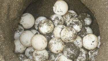 43 mil embriones, bajo observación en las costas de Tonosí