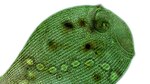Una mirada microscópica