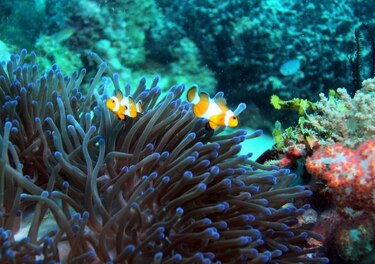 Un 60% de los arrecifes de coral aún pueden salvarse, según científico