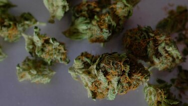 Gobierno de Canadá presentará en abril proyecto de legalización de marihuana