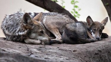 Nacen seis lobeznas en zoológico del norte de México