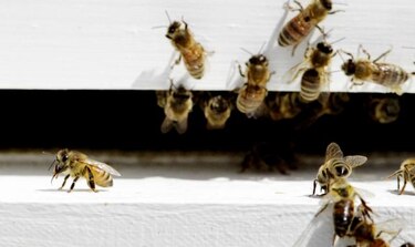 Ataque de abejas en cementerio de Nicaragua deja 50 heridos y 10 hospitalizados