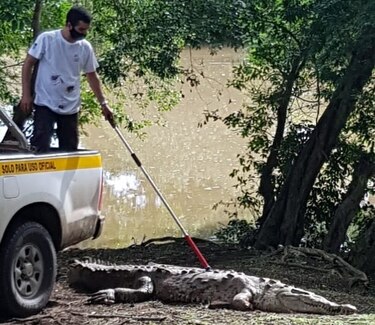 Rescatan especie de cocodrilo en peligro de extinción