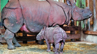 Mueren menos rinocerontes En Sudáfrica