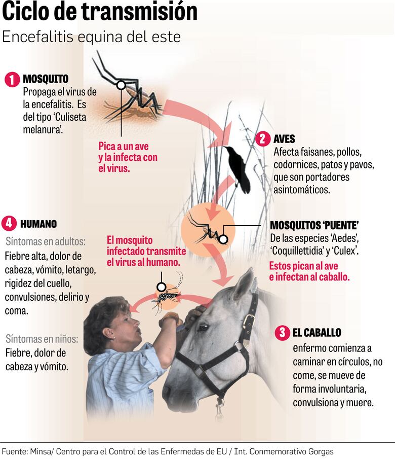 Científicos de Panamá dirigen su mirada a Darién, cuna de enfermedades infecciosas