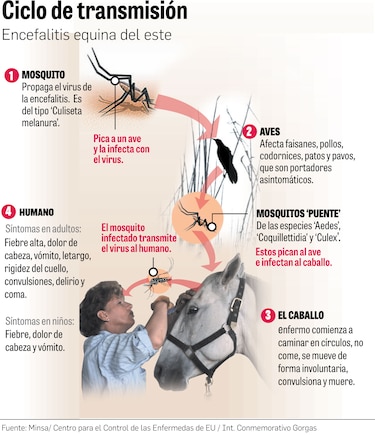 Encefalitis equina: dos nuevos casos luego de tres años