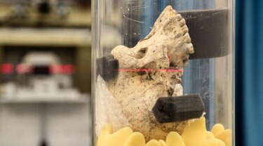 El cerebro humano moderno apareció hace menos tiempo de lo que se pensaba, según estudio