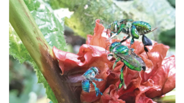 Insectos en busca de ‘likes’ 