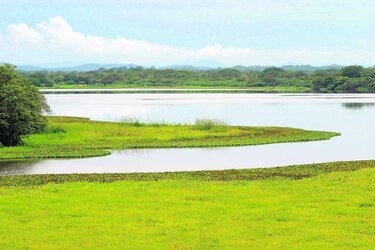 Mayor humedal de Costa Rica está en peligro por agricultura y construcción