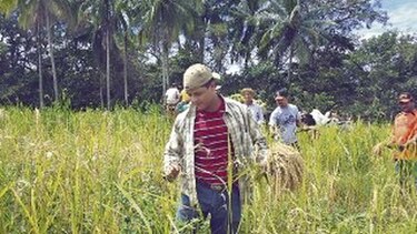 Varela no descarta remoción del director del BDA