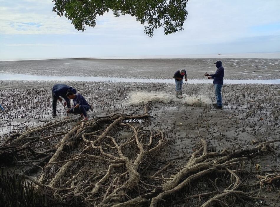 Humedales en riesgo: la lucha contra las redes fantasmas en la bahía de Panamá