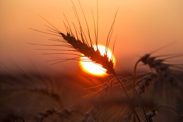 India prohíbe exportaciones de trigo