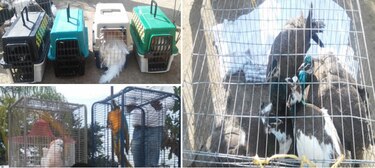 Decomisan aves exóticas en rancho ligado a El Chapo Guzmán