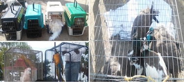 Decomisan aves exóticas en rancho ligado a El Chapo Guzmán