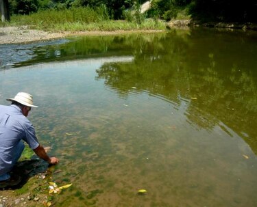 Especies marinas en ríos santeños, afectadas por la proliferación de algas