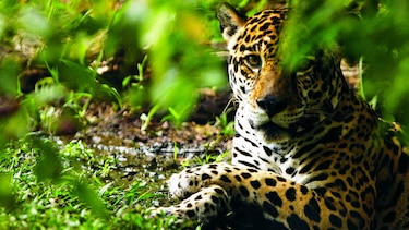 Más acciones para proteger a los jaguares