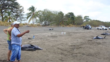 Hoy continúa la investigación por llegada masiva de delfines a Los Santos