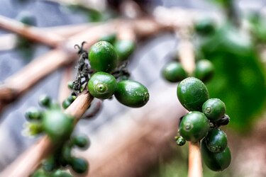Honduras vende $1,269 millones en café en casi 10 meses de cosecha 2022-2023