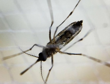 Se confirma en España una transmisión del dengue por vía sexual