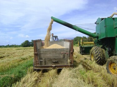 Crisis del arroz en Panamá: productores advierten pérdidas, Mulino confirma fin del subsidio y el IMA recurre a importaciones
