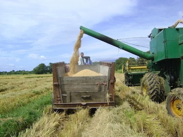 Gobierno aprueba importación de arroz y se prepara para la emergencia ante impacto de El Niño