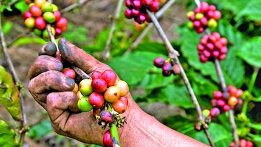 Honduras aumenta exportación de café