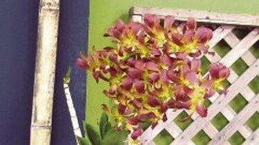 Raras variedades de orquídeas en Boquete