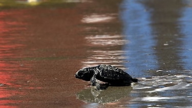 Calentamiento amenaza con 'freír' nidos de tortuga en el Pacífico panameño