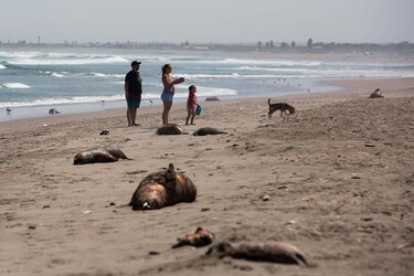 Chile registra los primeros dos delfines muertos por gripe aviar