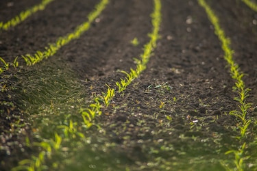 Agricultores en Estados Unidos, atrapados en la guerra comercial entre Trump y China