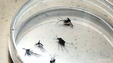 Minsa de Guna Yala detecta dos casos de malaria en migrantes
