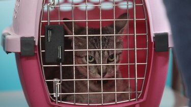 Adopción de mascotas en David, Chiriquí