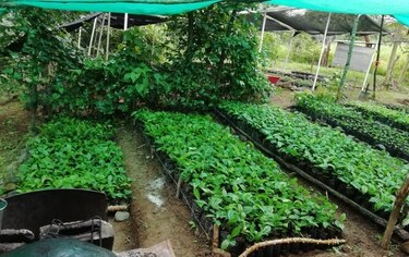ACP reforesta 65 hectáreas en la región de Azuero