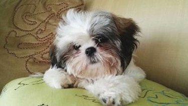 Dottie, el amor de la casa