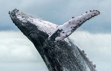 Descartan iniciativa para creación de un santuario de ballenas