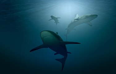 Panamá impulsará protección de tiburones durante encuentro sobre especies amenazadas
