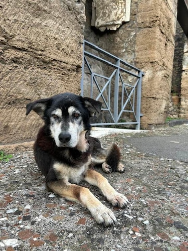 Muere Argo, el último perro vagabundo de Pompeya