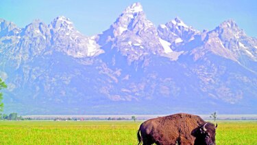 Carne de bisonte, un nicho en expansión