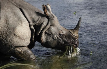 Nepal: Matan a raro rinoceronte en bosque nacional