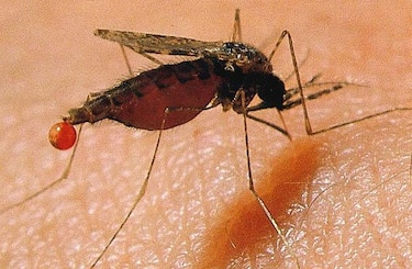 Usan parásitos débiles para nueva vacuna contra malaria