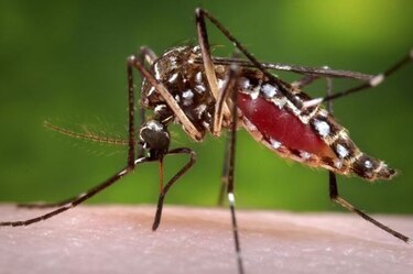 República Dominicana atenta a posible llegada del virus del mayaro