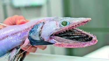 Exhibición de peces ‘feos’ del fondo del mar