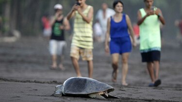 Ministerio de Ambiente decomisa más de 840 huevos de tortuga