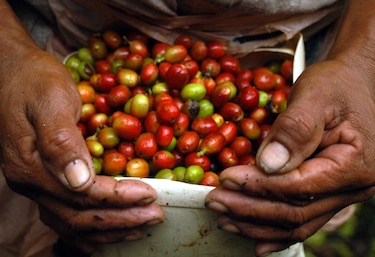 La producción de café en Colombia cayó un 10% en los últimos 12 meses