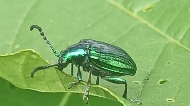 Los cerdos y los insectos que están ayudando a encontrar a los desaparecidos en México
