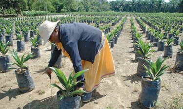Aprueban $5.1 millones  para cultivo de palma